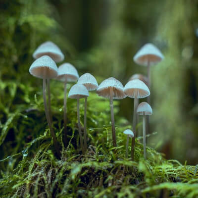 Mushrooms