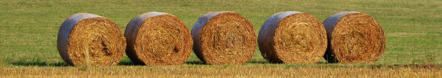 5 Bales of Hay in Field