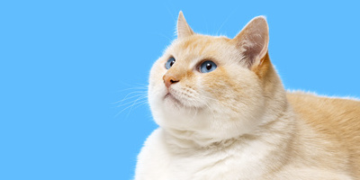 3 Tips for Ensuring Accurate Weighing Results for Pets