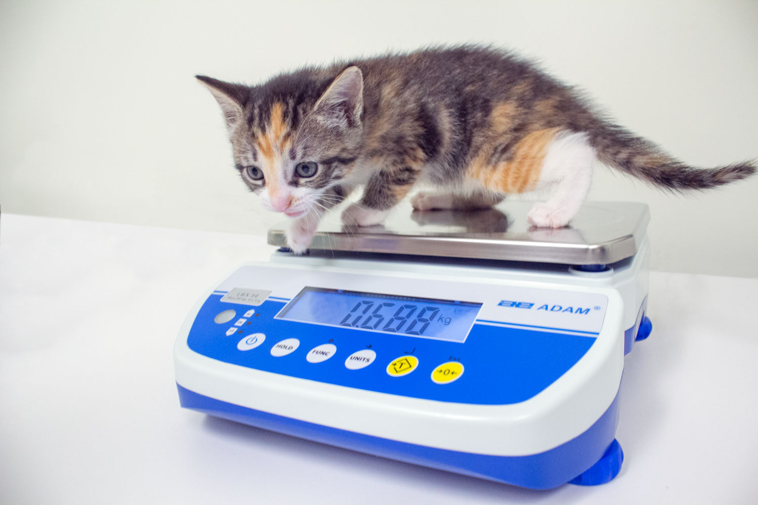 kitten on the latitude lbx