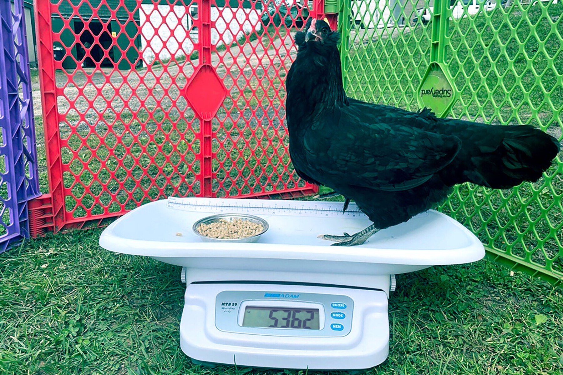 MTB-chicken-edited_1_1_1_